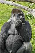 24.9.2024 Gorilla