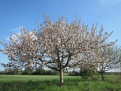 21.4.2024 Kulturapfel