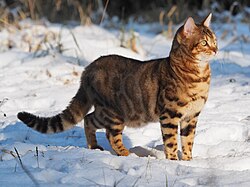 6.2.2024 Bengalkatze