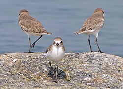 1.9.2024 Mongolenregenpfeifer