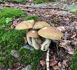 28.9.2024 Steinpilze