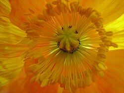 23.11.2024 Mohnblume