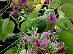 31.5.2024 Alexandersittich