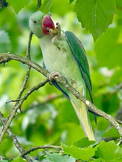 6.10.2024 Halsbandsittich