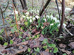 26.1.2024 Schneeglöckchen