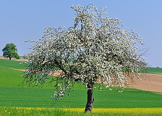 25.4.2024 Tag des Baumes