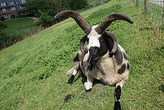 12.6.2024 Jakobschaf