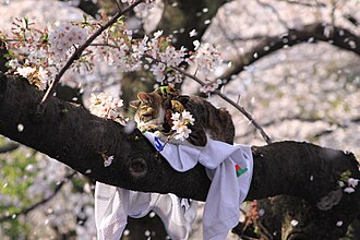 11.4.2024 Kirschbaum