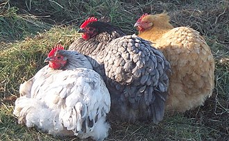 17.12.2024 Orpington-Hühner