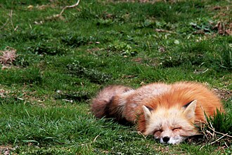 19.9.2024 Schlafender Fuchs