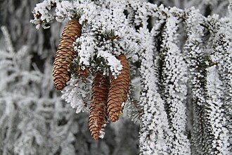 16.12.2024 Tannenzapfen