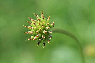 25.7.2024 Trollblume