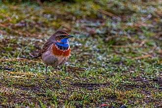 13.7.2024 Blaukehlchen