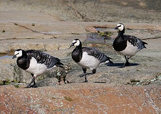 9.12.2024 Weißwangengänse