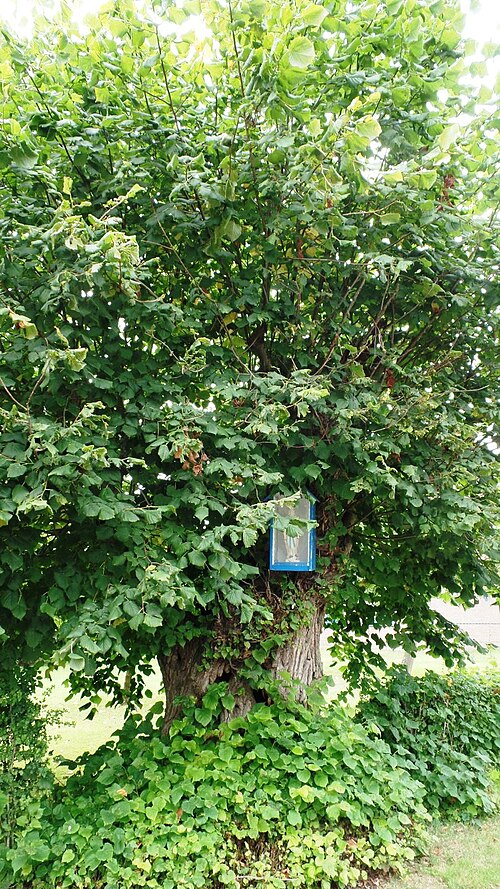 File:Nevele Hansbeke Doornbosstraat 2A kapellinde - 228683 - onroerenderfgoed.jpg